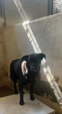 BOMBOLO CANE IN ADOZIONE - Foto 4