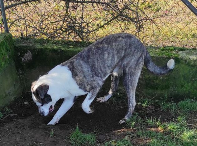 MAX CERCA ATTENZIONE, CHIEDE AMORE, CANE IN ADOZIONE TG MEDIA - Foto 7