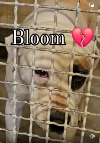 BLOOM AFFETTUOSA CAGNOLONA IN ADOZIONE - Foto 5