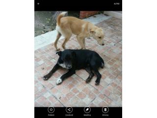 Due cagnoline dolci e affettuose mix labrador