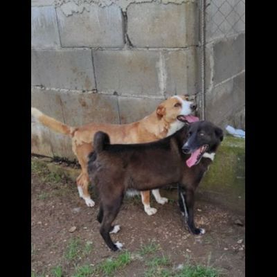 FAUSTO E FILIBERTO DA SEMPRE RECLUSI, CANE IN ADOZIONE, TG MEDIA - Foto 5