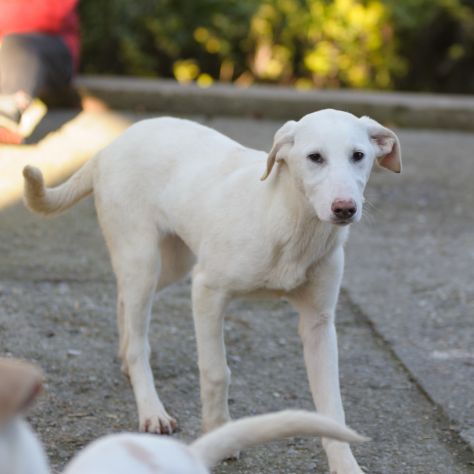 OLIVER, 8 MESI (20/09/25), TAGLIA MEDIA, TIMIDO E MERAVIGLIOSO CERCA CASA - Foto 6