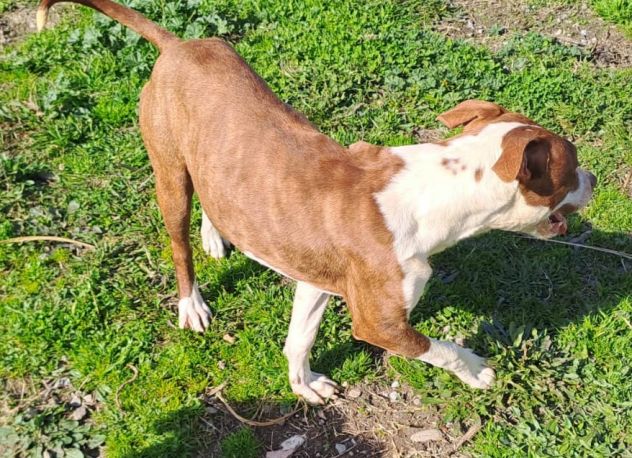 Pitbull splendido e buono 2anni.ultimo rimasto solo..CALABRIA SOS - Foto 5