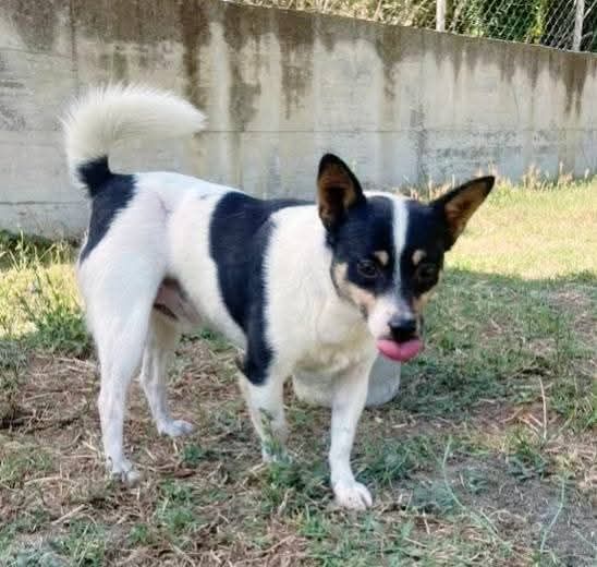 Pouf delizioso cagnolino in adozione - Foto 2