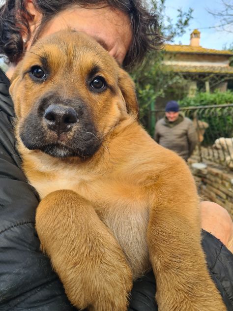 CARRIE, super cucciola di 2 MESI E MEZZO. - Foto 5