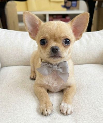 DISPONIBILI CUCCIOLI DI CHIHUAHUA - Foto 3