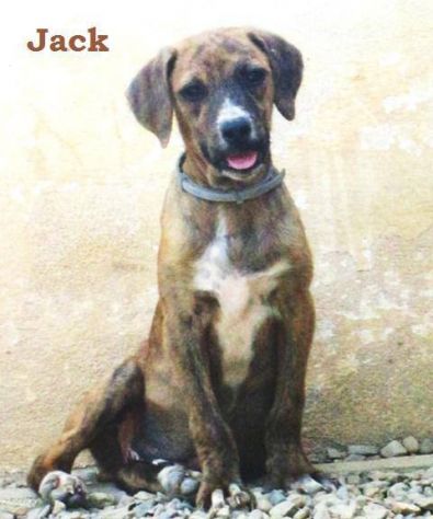 JACK, cucciolotto in cerca d’amore - Foto 5