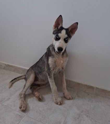 Sogno una vita migliore - Foto 4