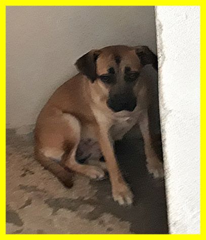 HULA, SPLENDIDA E TERRORIZZATA SOLA IN CANILE - Foto 3