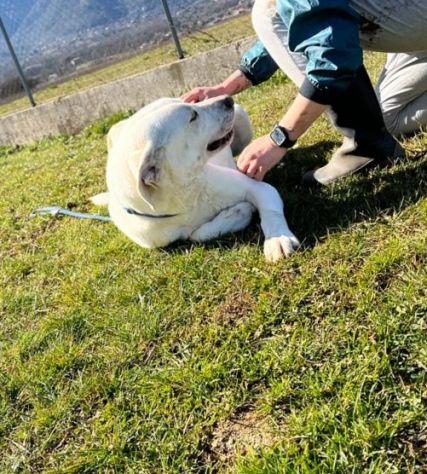NEVE MERAVIGLIOSA, ASPETTA DA TEMPO LA SUA OCCASIONE CAGNOLONA IN ADOZIONE - Foto 9