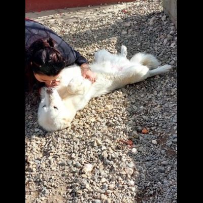 SUN CANE IN ADOZIONE - Foto 4