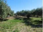V002019 - VENDESI LOTTO TERRENO 21650 MQ