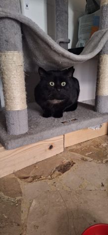 Momo splendido gattino - Foto 4
