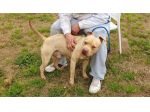 Omar, Buonissimo pitbull, 5 anni, maschio