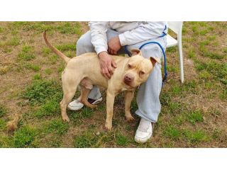 Omar, Buonissimo pitbull, 5 anni, maschio