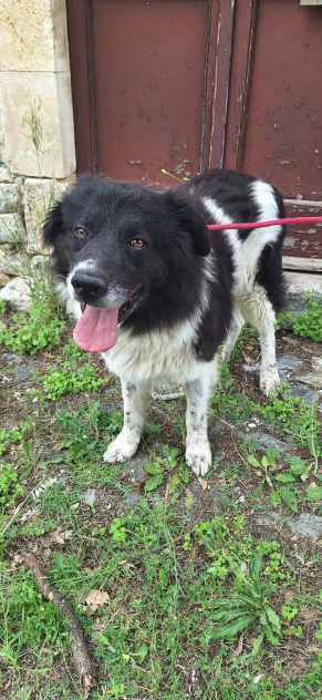 Cosmo 3 anni mix border collie - Foto 4