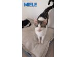 Miele, adorabile gatto da adottare!