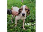 Poncho segugio