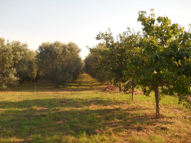 Oliveta, Piombino costa Est - Foto 5