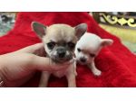 cuccioli chihuahua piccoli piccoli