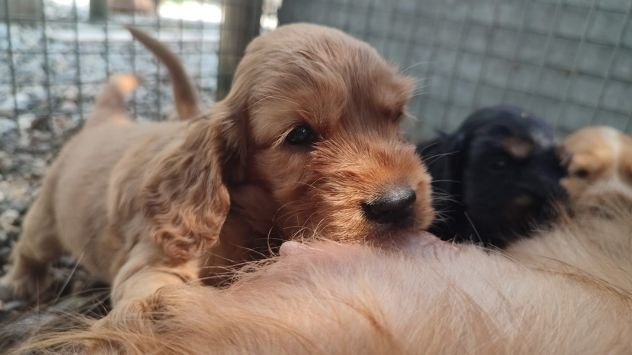 CUCCIOLI  COCKER SPANIEL FULVI - Foto 2