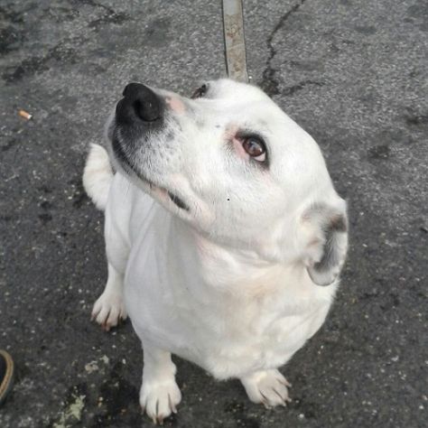 LILLA, cagnolina simpaticissima - Foto 4
