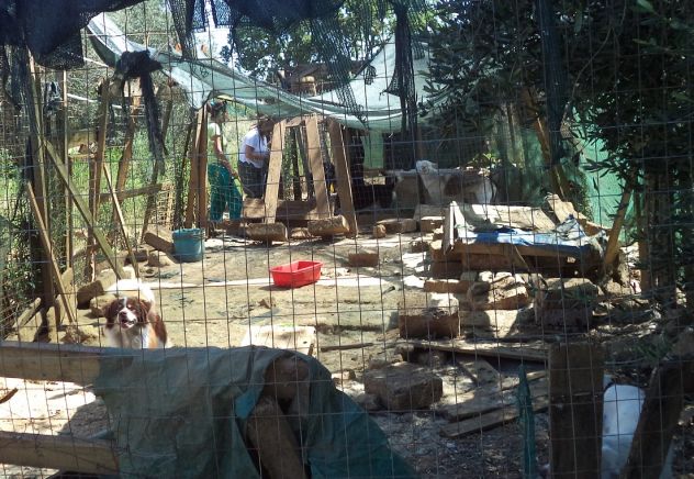 GEMMA, ZORRO, FIOCCO E NIBBIO adorabili in cerca di casa - Foto 5