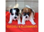 Jack Russell (Russel) Cuccioli con Pedigree - Allevamento