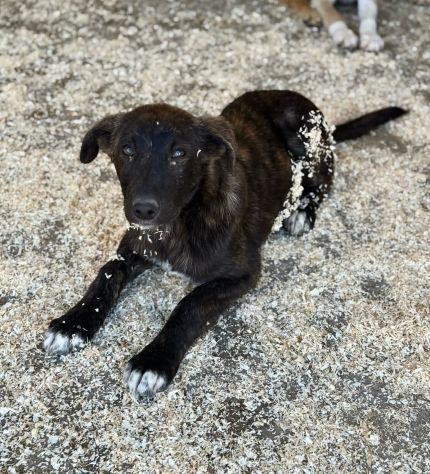 TIGROTTO ADORABILE CUCCIOLO IN ADOZIONE - Foto 8