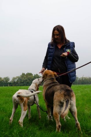 THEO, 7 ANNI, IL SUO PROPRIETARIO HA UNA BRUTTA MALATTIA E LUI CERCA CASA!! - Foto 2