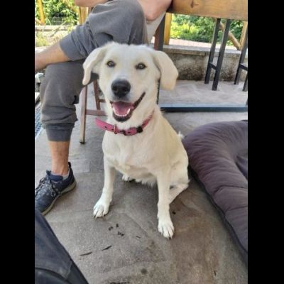 GIORGIA ADORABILE CAGNOLINA IN ADOZIONE - Foto 3