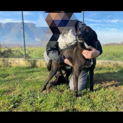 DOLCI GIOVIALI CAGNOLINI IN ADOZIONE - Foto 7
