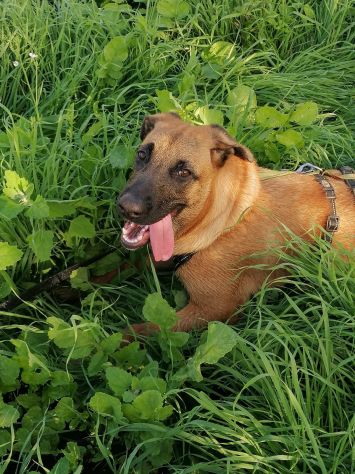 3anni e 1/2  Pastore Belga Malinois salvata sotto la pioggia 2anni fa!SOS NAPOLI - Foto 2