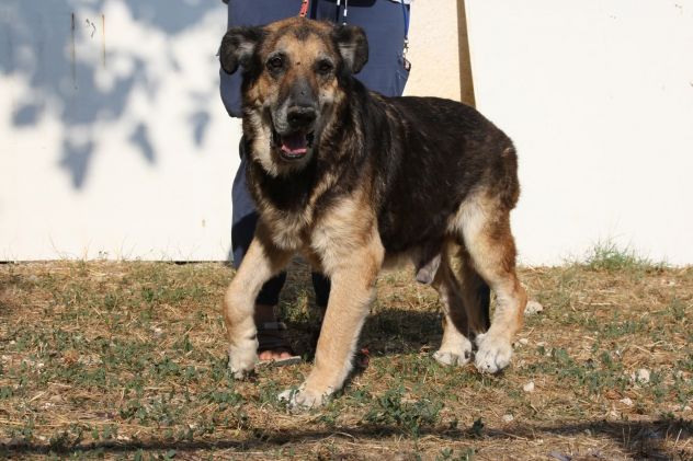 Non sono un cucciolo, ma desidero una famiglia anch'io. - Foto 2