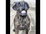 PONGO E PEGGY MERAVIGLIOSI, MERITANO UNA CASA; CANI IN ADOZIONE