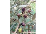 Terreno agricolo- oliveta  pianeggiante
