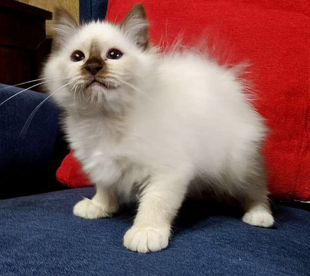 Gatto sacro di Birmania - Foto 3