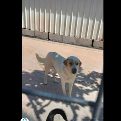 OSVALDO MIX LABRADOR CANE IN ADOZIONE - Foto 6