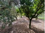 Agricolo in Via Fasanarella