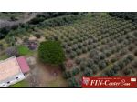 In vendita 1.900 alberi di uliveto.