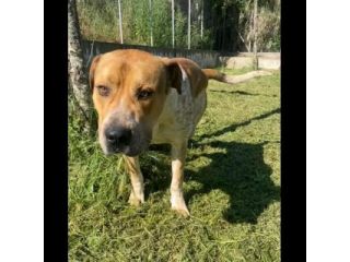 CASPER ALLERGRO E SOCIEVOLE; CANE IN ADOZIONE