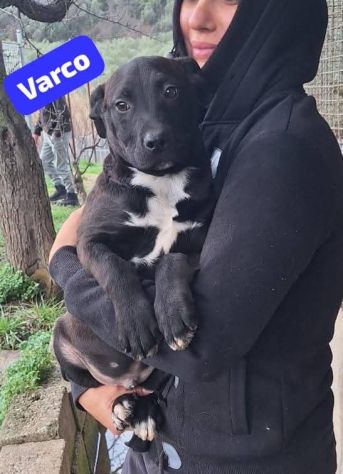 MAURA VARCO ROSEA DOLCISSIMI CUCCIOLI IN ADOZIONE - Foto 9