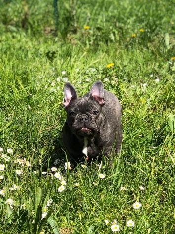 bulldog francese