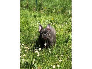 bulldog francese