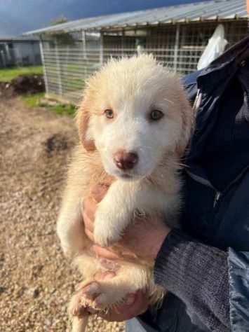 MILO ADORABILE CUCCIOLO IN ADOZIONE - Foto 2