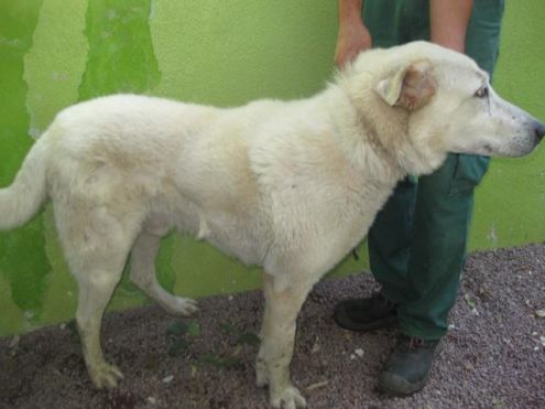 BILLY, ODINO ED EOLO, splendidi maremmani - Foto 4