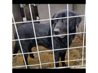 SIRIUS FANTASTICO MIX LABRADOR CANE IN ADOZIONE