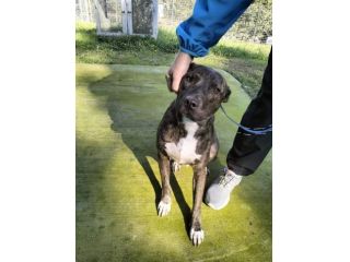Apollo simil amstaff
