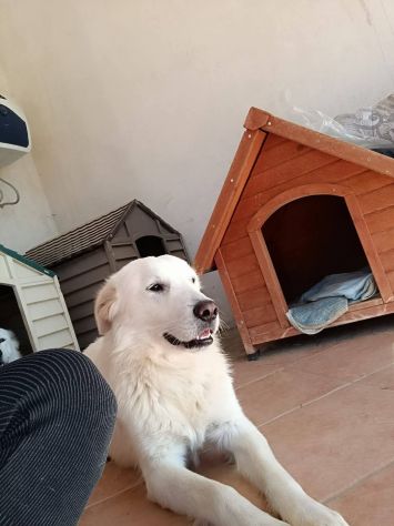 Nicolò - Foto 2