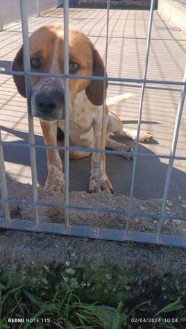 BENNY LA DOLCEZZA, CAGNOLINO IN ADOZIONE - Foto 3
